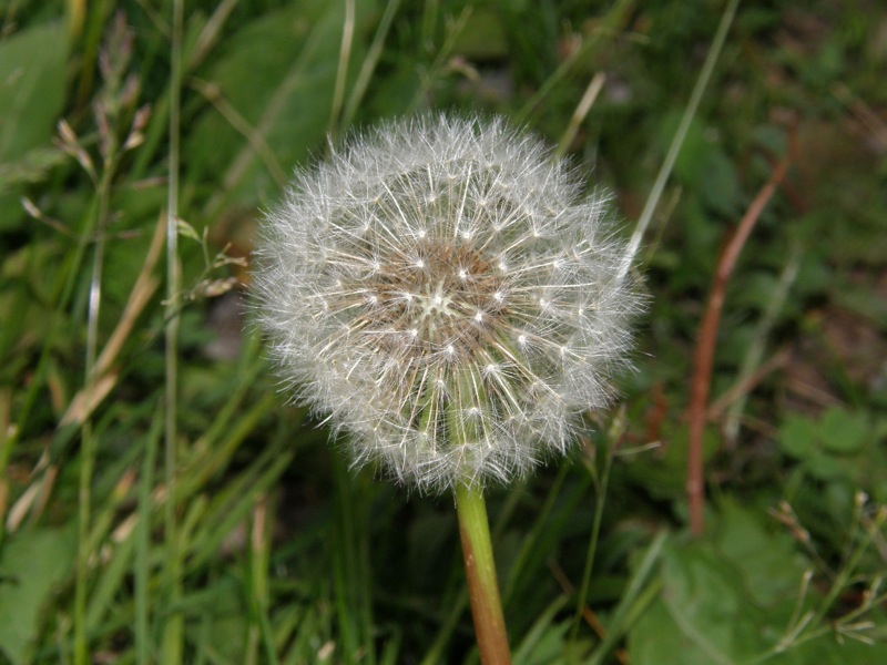 Common Dandelion