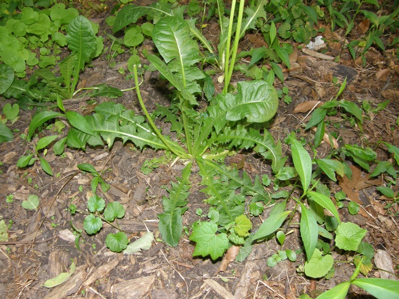 Common Dandelion