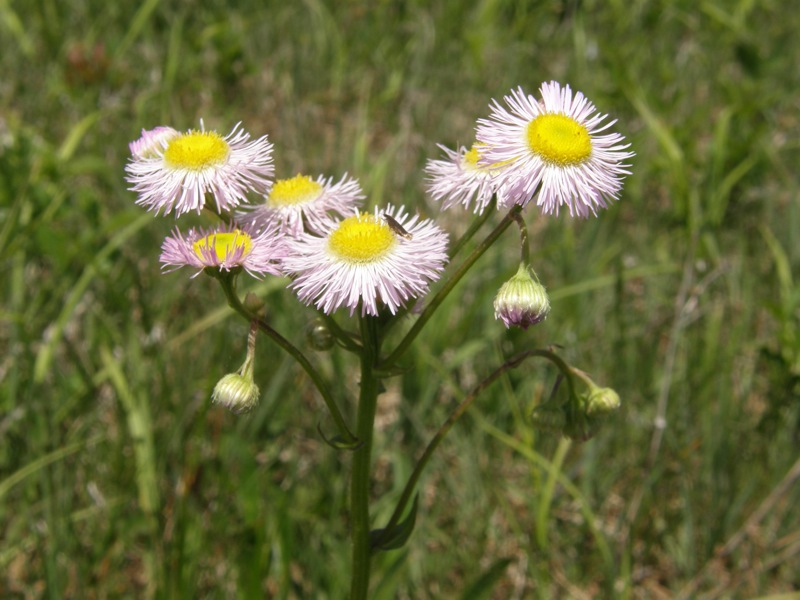 Common Fleabane