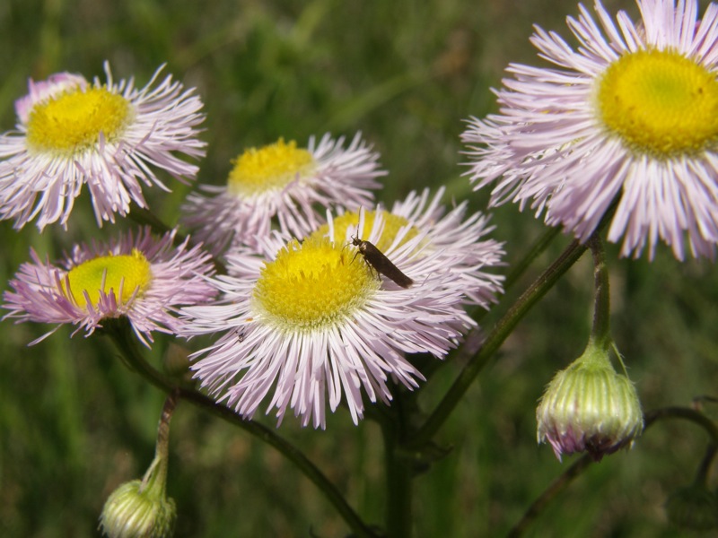 Common Fleabane