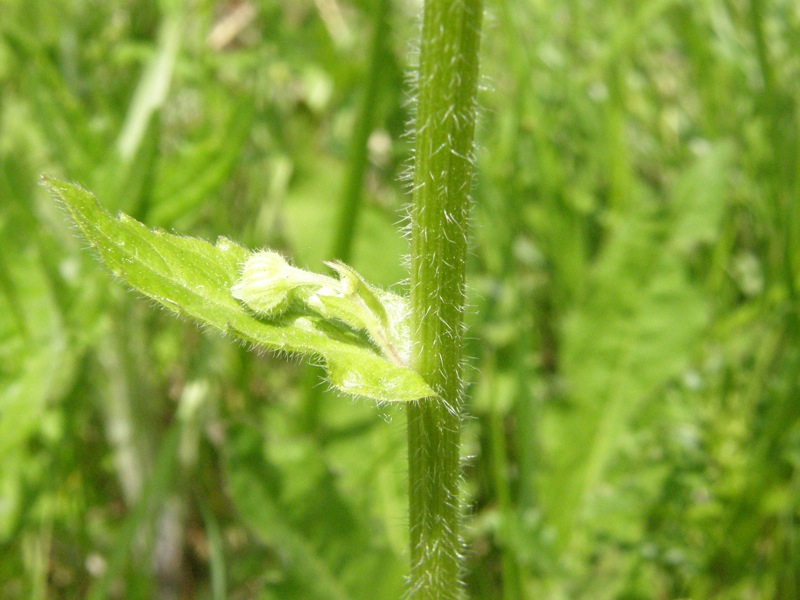 Common Fleabane