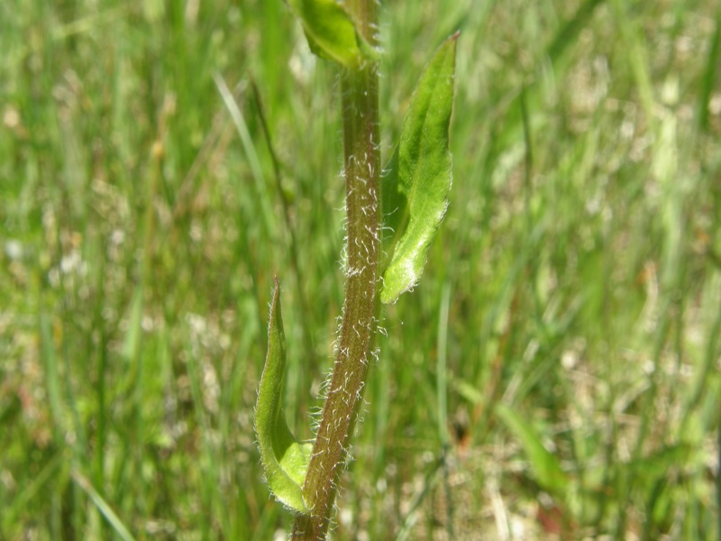 Common Fleabane