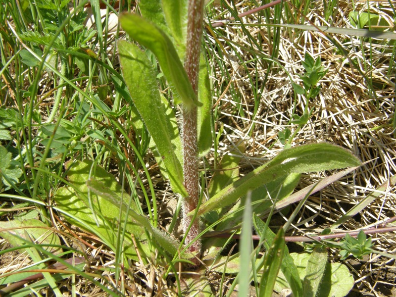 Common Fleabane