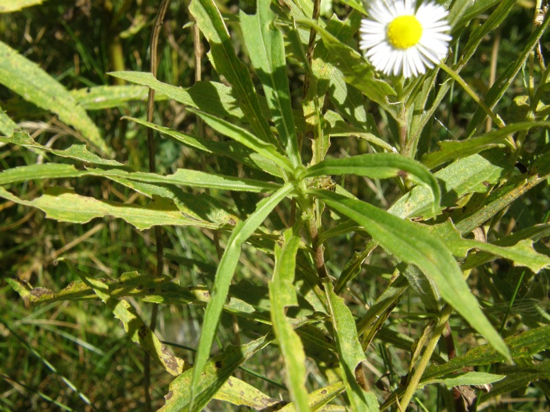 Prairie Fleabane