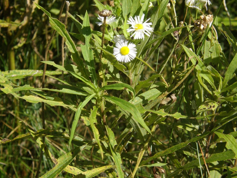 Prairie Fleabane