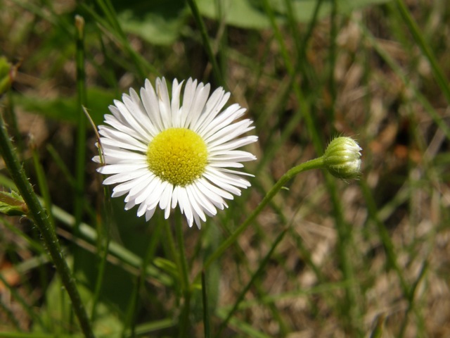 Prairie Fleabane