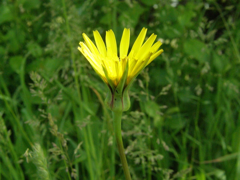 Showy Goatsbeard