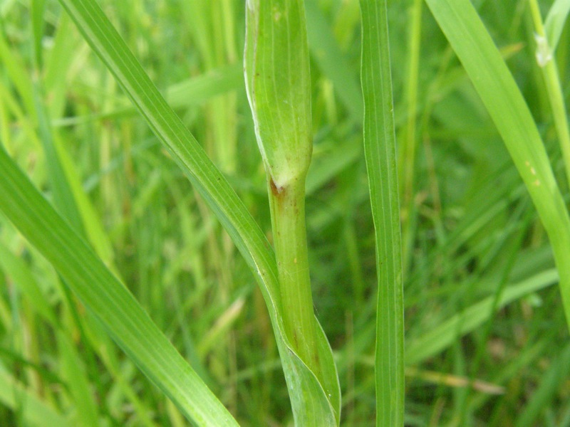Showy Goatsbeard