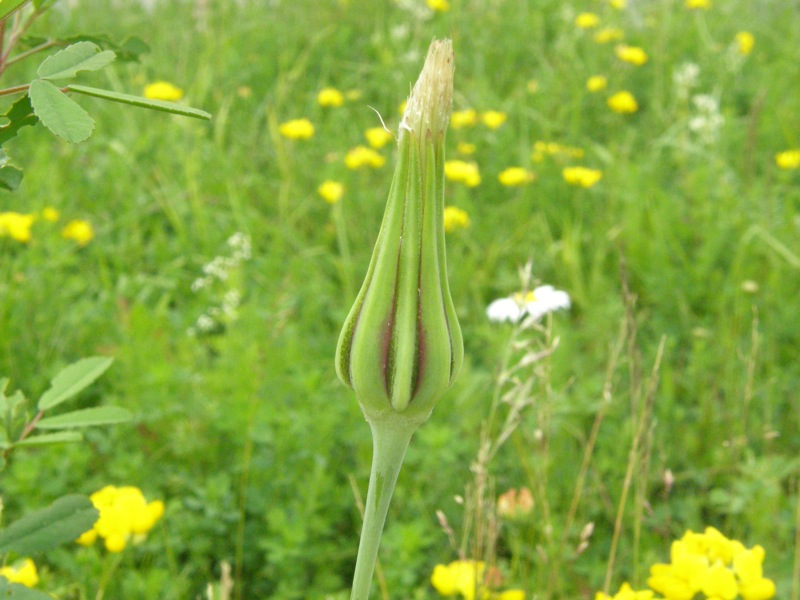 Showy Goatsbeard