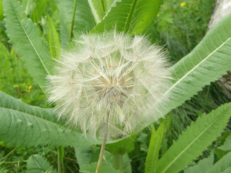 Showy Goatsbeard