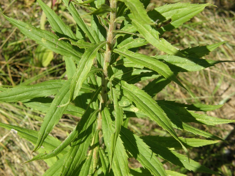 Canada Goldenrod