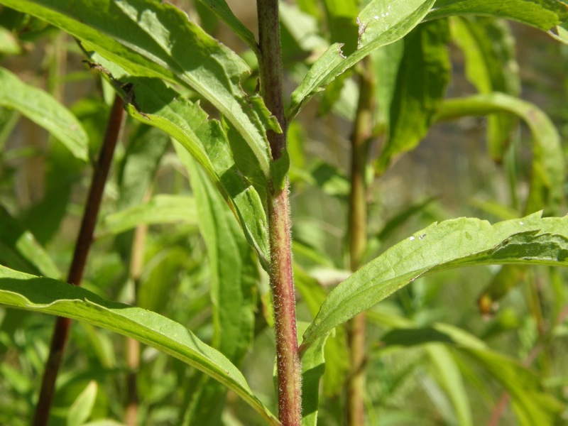 Canada Goldenrod