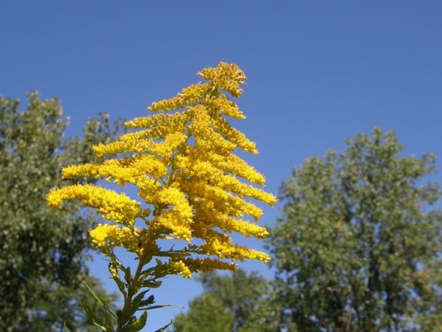 Canada Goldenrod