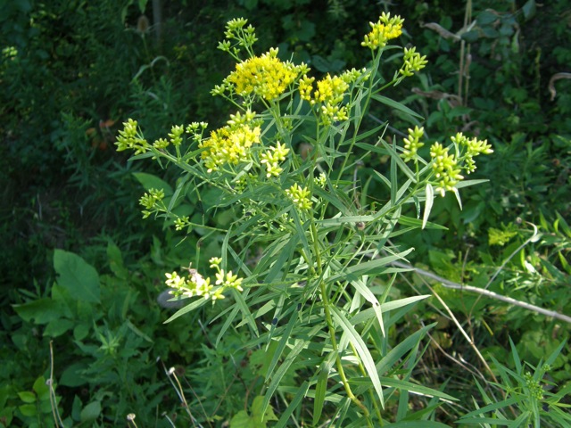 Flat-top Goldentop