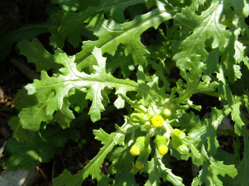 Common Groundsel