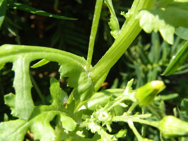 Common Groundsel