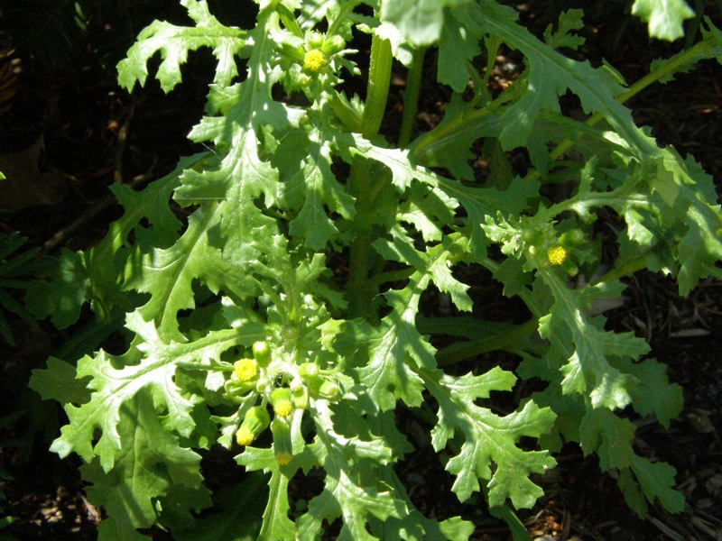 Common Groundsel