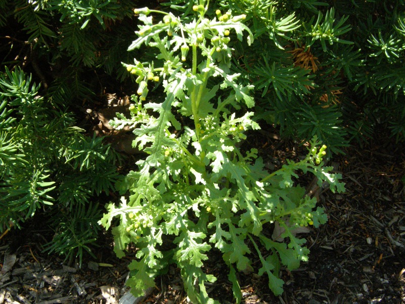 Common Groundsel