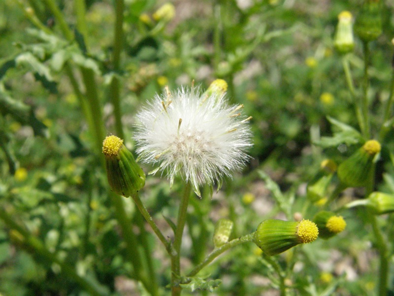 Common Groundsel