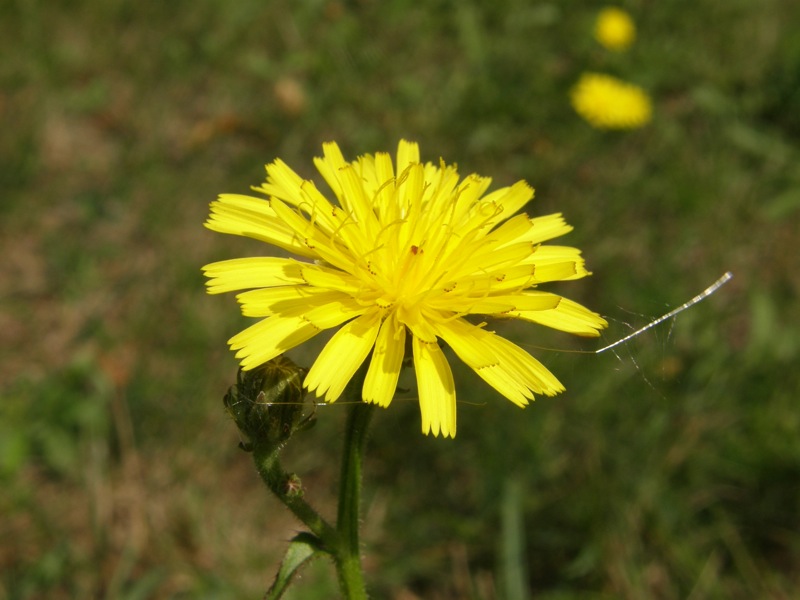 Canada Hawkweed