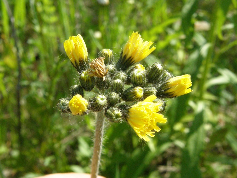 Meadow Hawkweed