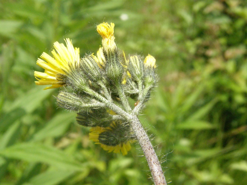 Meadow Hawkweed