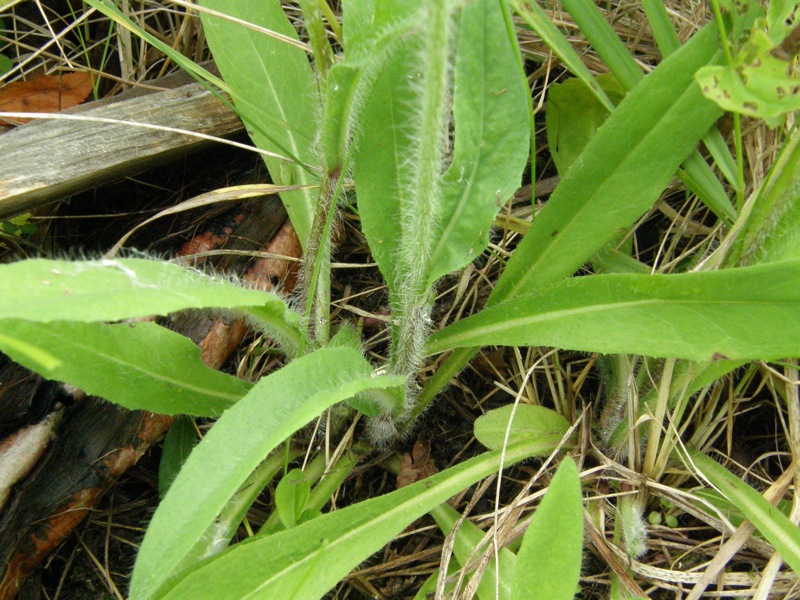 Meadow Hawkweed