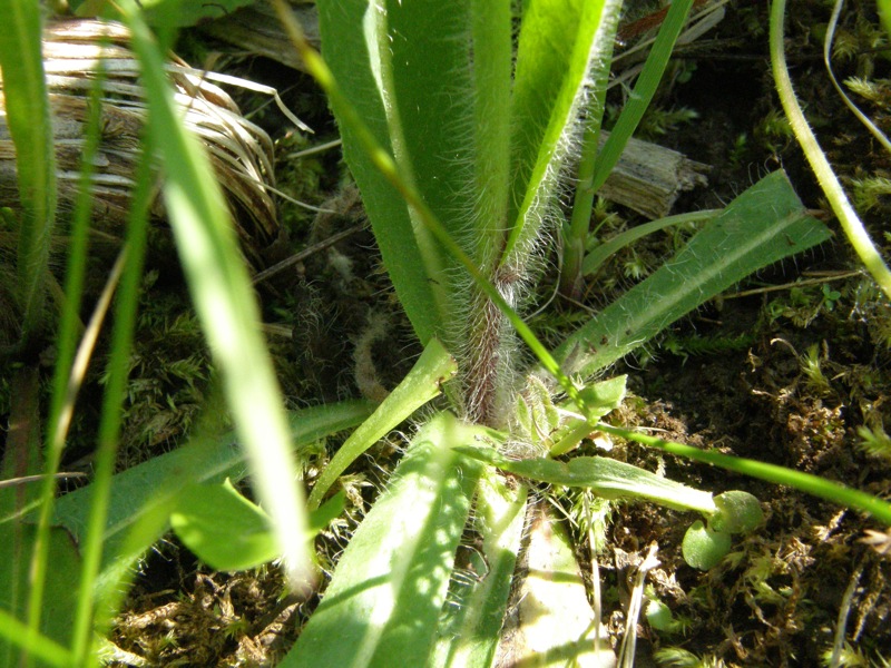 Meadow Hawkweed