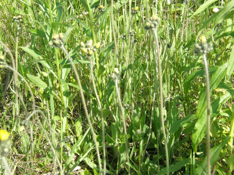 Meadow Hawkweed