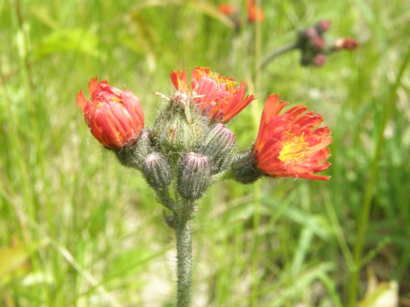 Orange Hawkweed