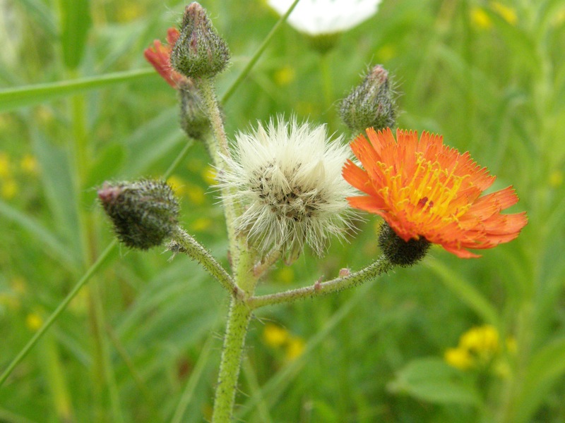 Orange Hawkweed