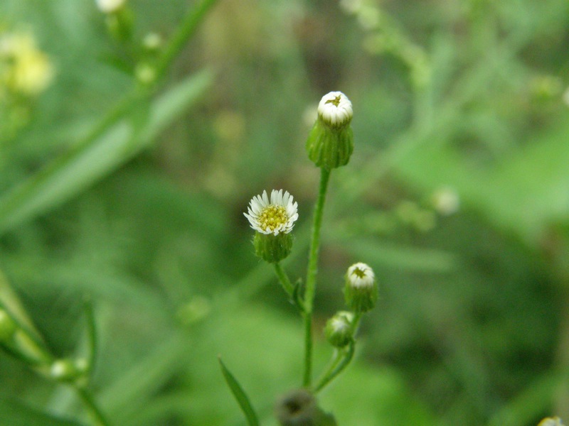 Horseweed