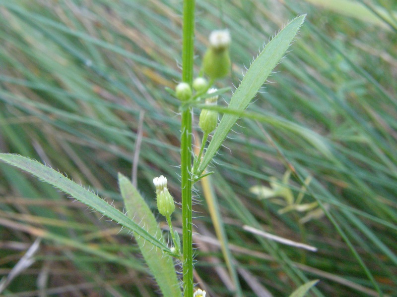 Horseweed