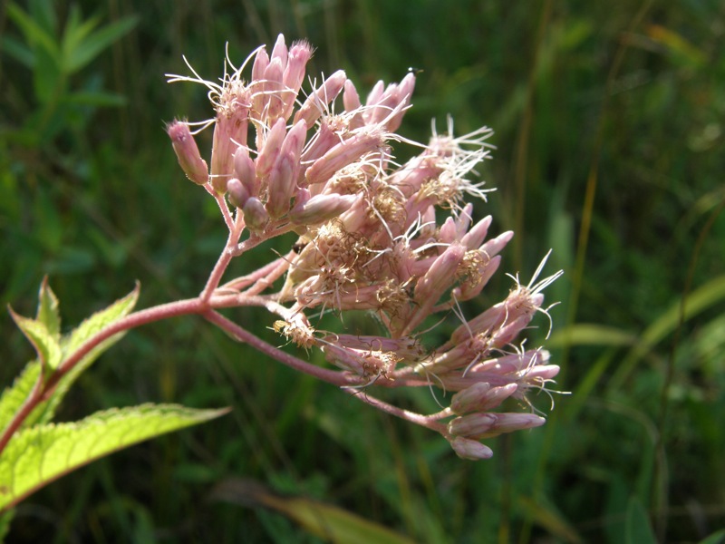 Sweet Joe-pye-weed