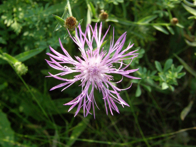 Brown Knapweed