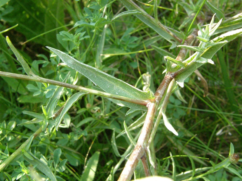Brown Knapweed