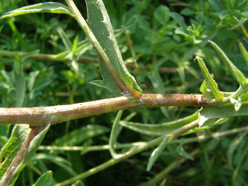 Brown Knapweed
