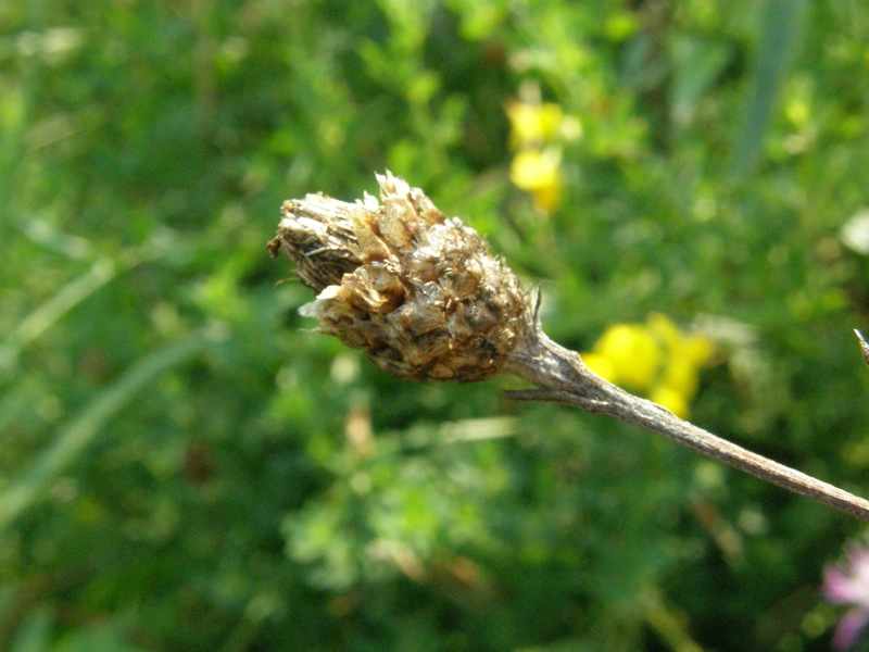 Brown Knapweed