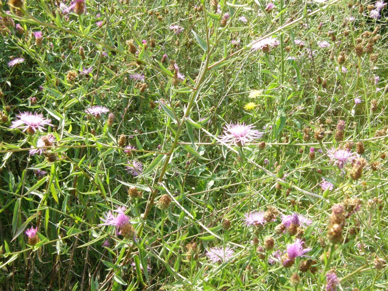 Brown Knapweed