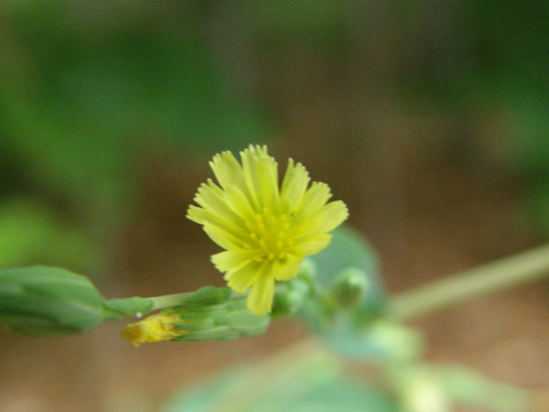 Prickly Lettuce