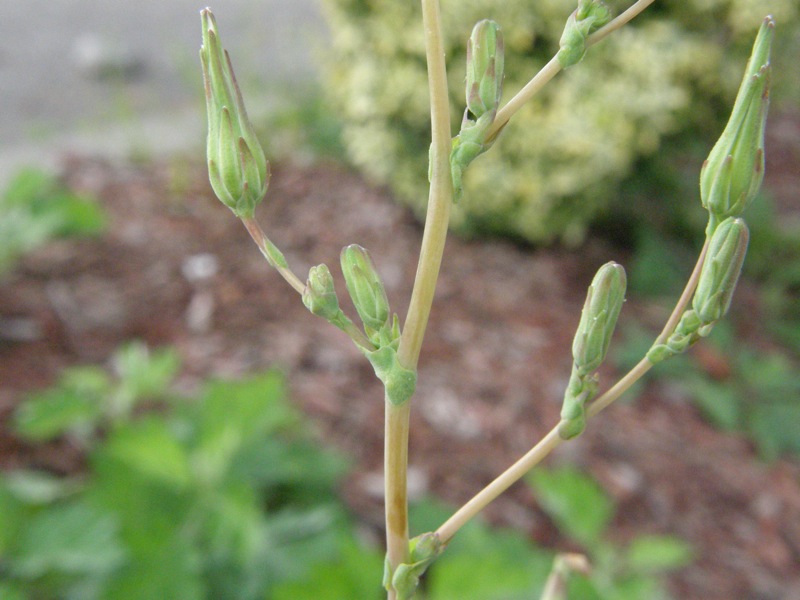 Prickly Lettuce