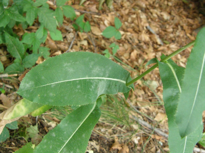 Prickly Lettuce