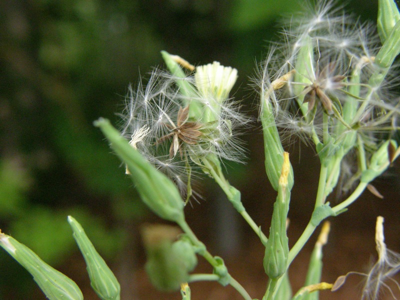 Prickly Lettuce