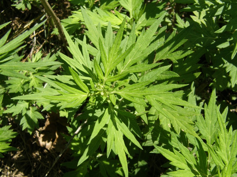 Mugwort