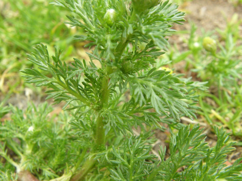 Pineapple Weed