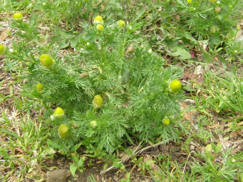 Pineapple Weed