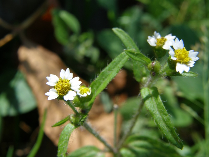 Common Quickweed