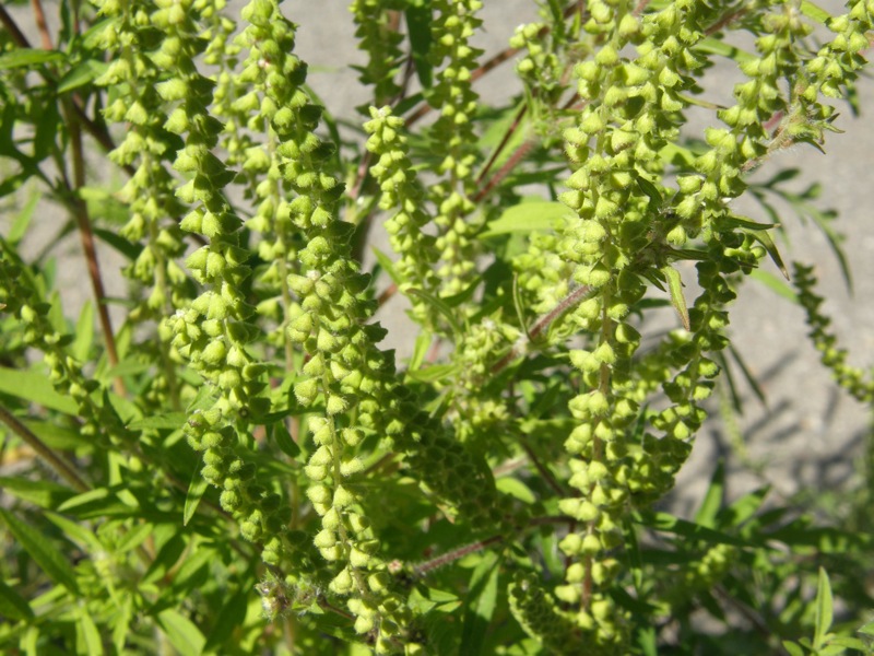 Common Ragweed