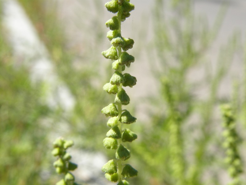 Common Ragweed