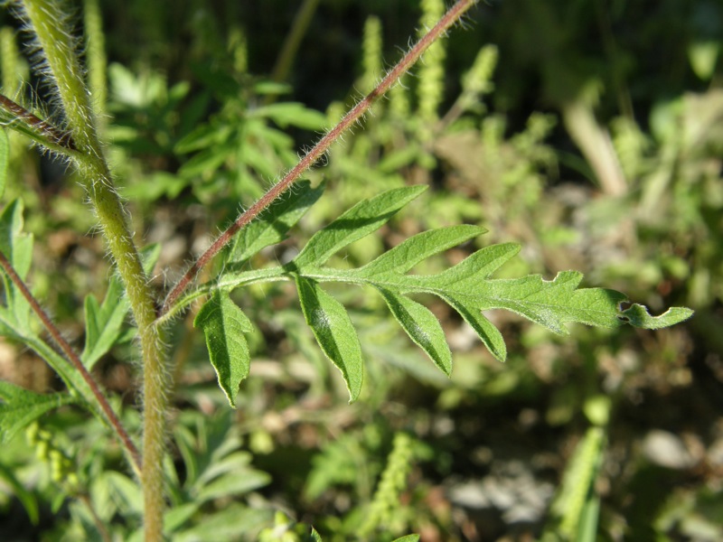 Common Ragweed